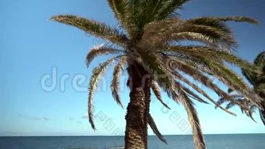棕榈树矗立在<strong>大海</strong>的前面。 摄像机将视线从一棵棕榈树移到<strong>大海</strong>上。 地中海